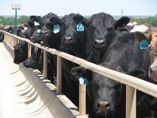 FL Generic Steer